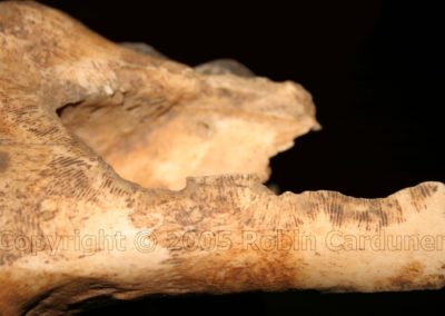 Bone detail, with tooth marks